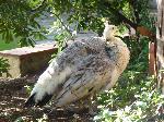Aves