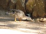 Aves