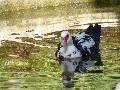 Pato-mudo