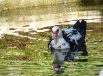 Aves