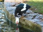 Animais de quinta
