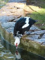 Animais de quinta