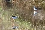 Aves