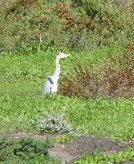 Aves