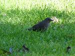 Aves