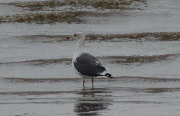 Gaivota-de-asa-escura