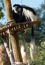Colobo-guereza-kikuyu <i>(Colobus guereza kikuyuensis)</i>