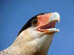Aves