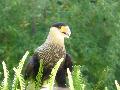 Caracará