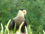 Aves