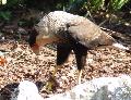 Caracará
