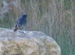 Aves