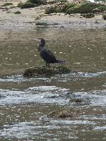 Aves