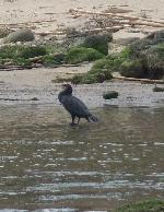Aves