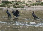 Aves