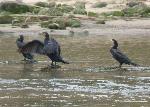 Aves