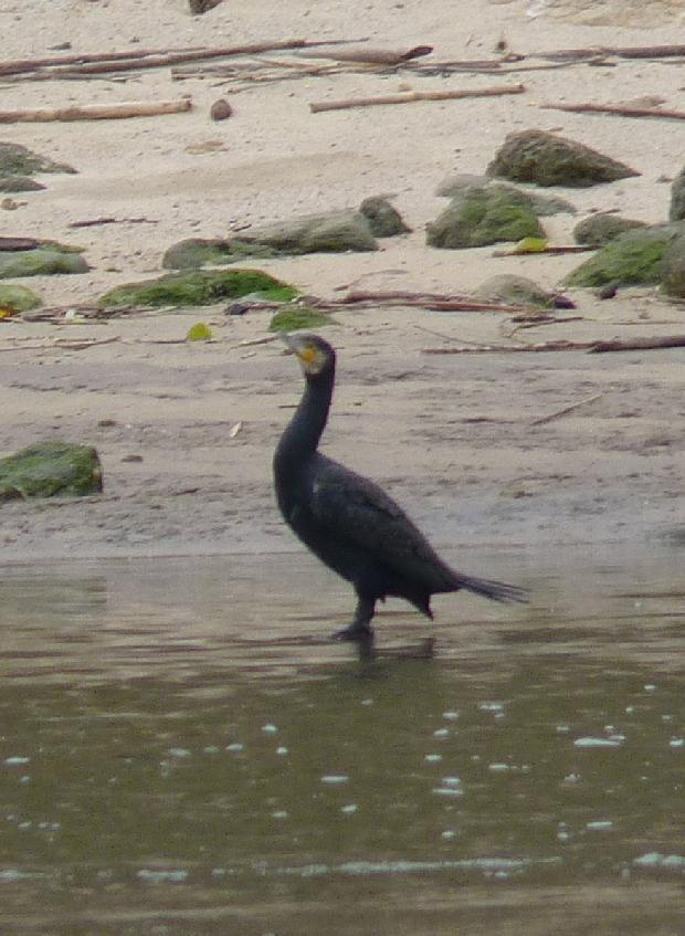 Corvo-marinho-de-faces-brancas