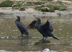 Aves