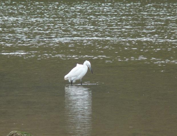 Garça-branca-pequena