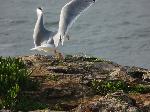 Aves