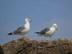 Aves