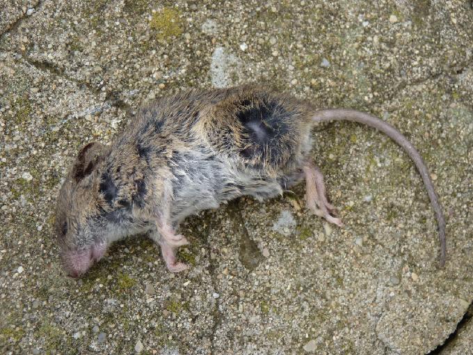Rato morto