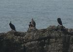 Aves