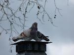 Aves