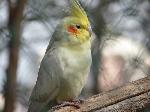 Aves