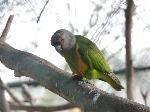 Aves