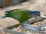 Aves