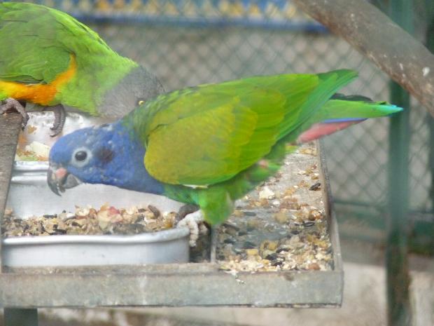 Papagaio-de-cabeça-azul