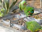 Aves