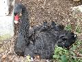 Cisne-negro