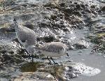 Aves