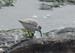 Aves
