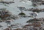 Aves