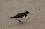 Aves