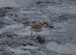 Aves
