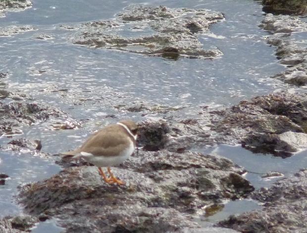 Borrelho-pequeno-de-coleira