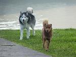 Cães