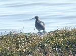 Aves