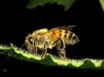 Criança morre depois de ser atacada por abelhas