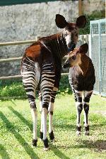 Jardim Zoológico vê nascer mais uma cria de Okapi