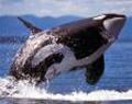Orca