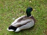 Aves