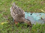Aves