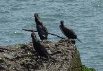Aves