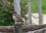 Aves