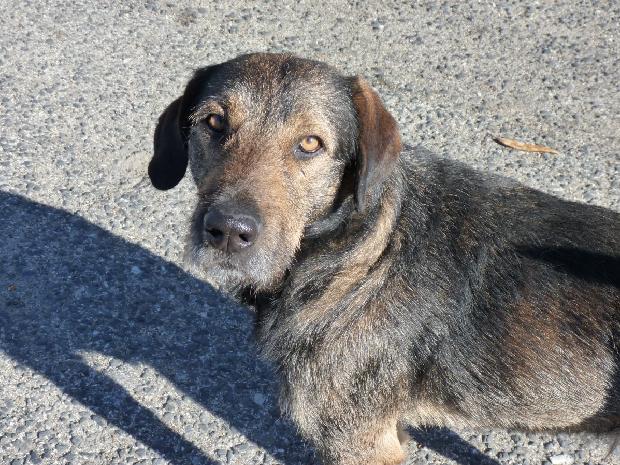 Cão